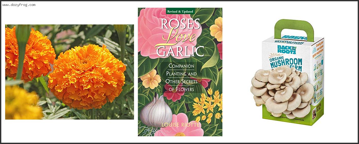 Best Marigold To Plant With Tomatoes