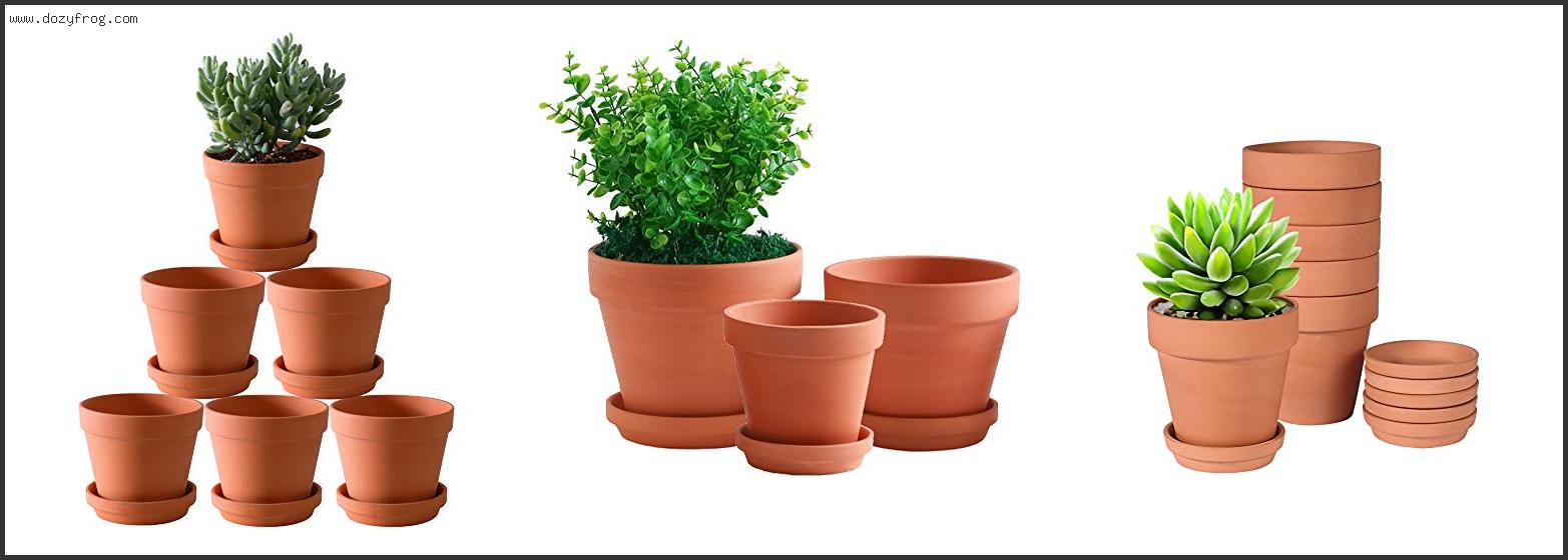 Best Plants For Clay Pots